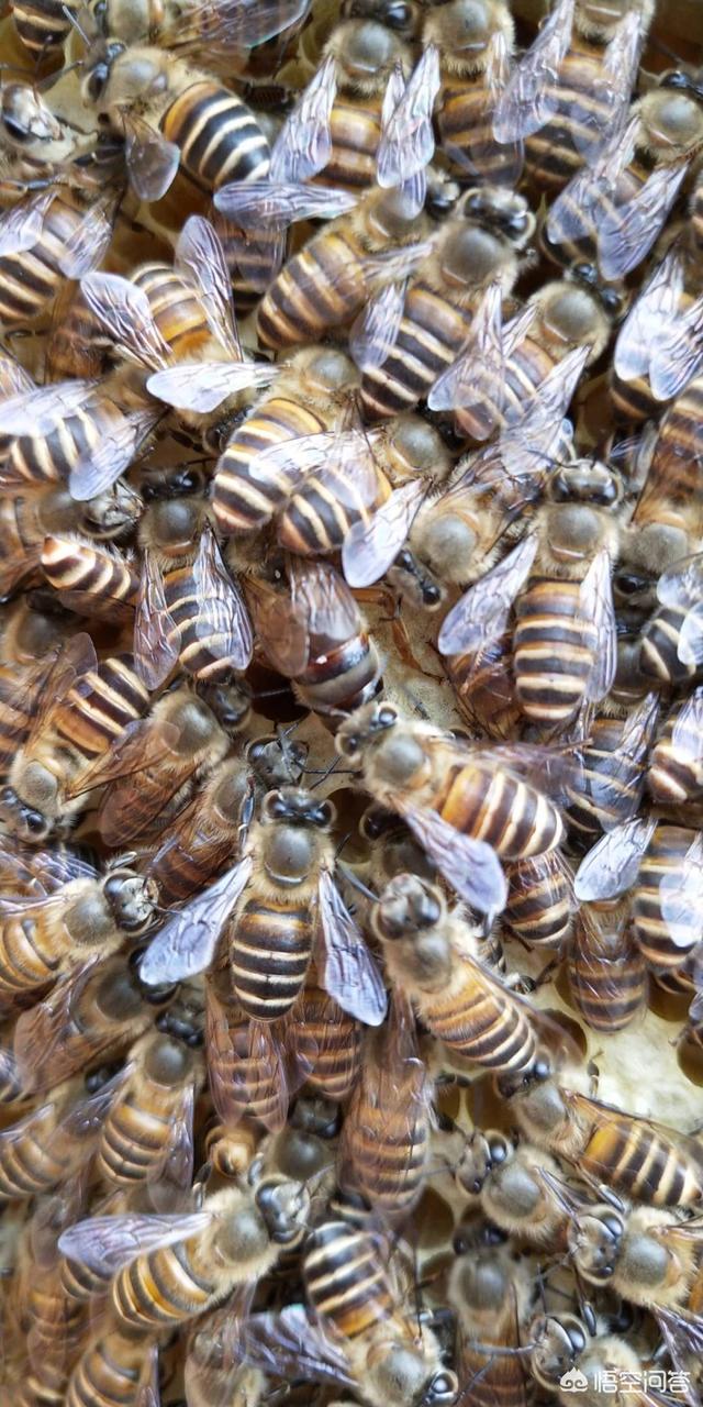 头条问答 - 怎么样才能防止蜜蜂分箱逃跑?(9个回答)