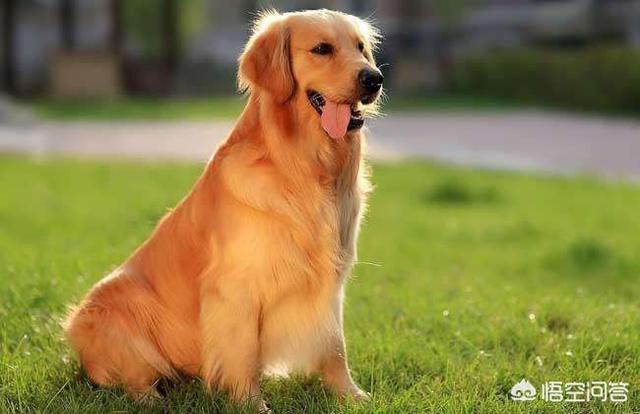 金毛犬有什么缺点？插图6