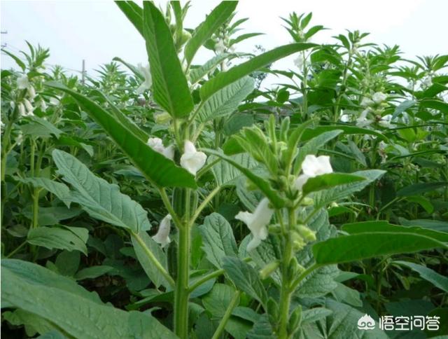 树下能种芝麻吗？