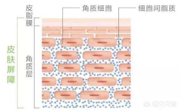 前哨战:你知道皮肤屏障功能有多珍贵吗？