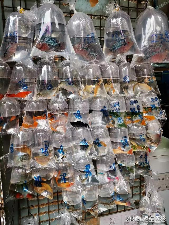 香港自由行购物攻略(香港自由行攻略及花费)