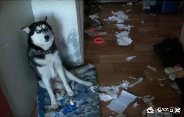 阿拉斯加雪橇犬吃什么牌子狗粮好:剃过毛的成年阿拉斯加吃什么狗粮比较好呢？