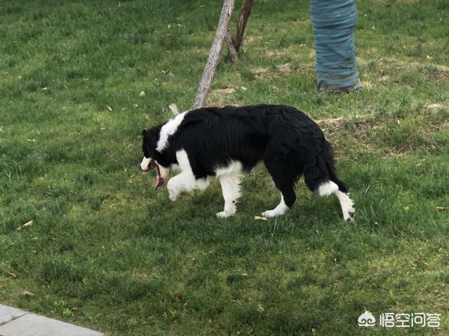 边境牧羊犬是喜乐蒂吗:我想请条友们，懂狗狗的人帮我看一下，我的边牧纯不纯？ 喜乐蒂牧羊犬与边境牧羊犬区别