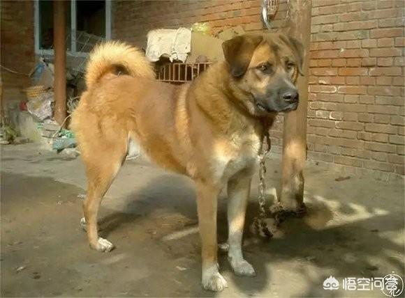 狗狗秘闻策划案:如果别人无故乱踢你的狗，你会怎么做，踢回去吗？