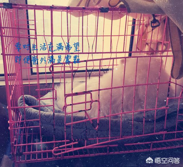 我做女犬的开心日子慧慧:对养狗失望了，该如何调整心态？