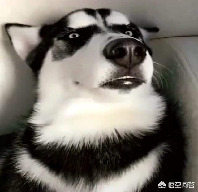 两岁哈士奇怎么训练:二哈撕家是常规操作，如何正确进行室内训练？