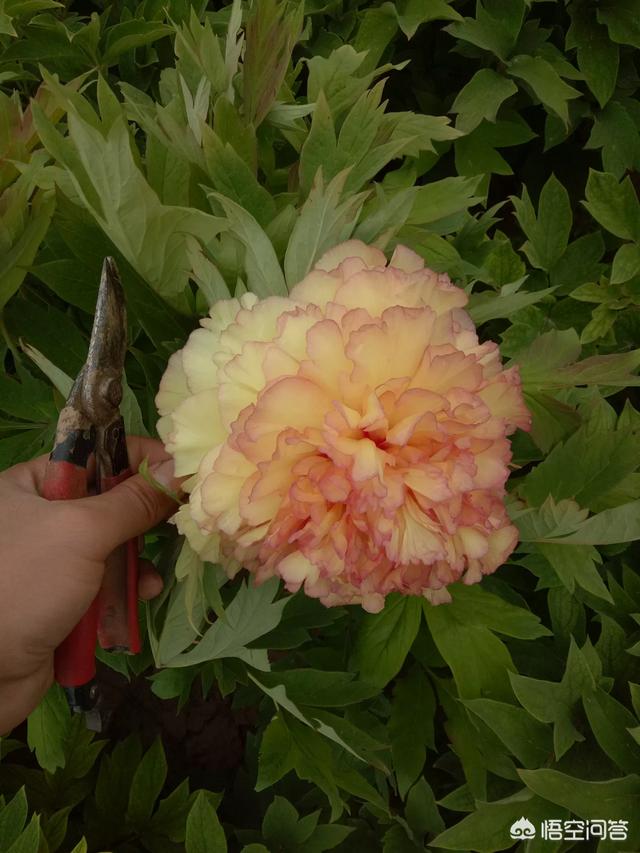 紫牡丹是长生草属吗:请问芍药和牡丹几月种植最佳？