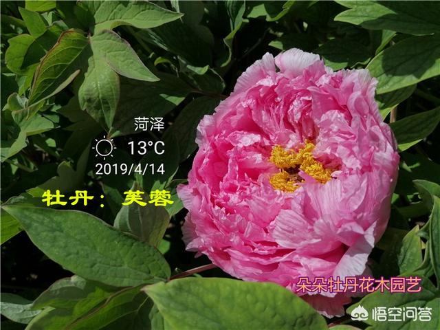 紫牡丹是长生草属吗:请问芍药和牡丹几月种植最佳？