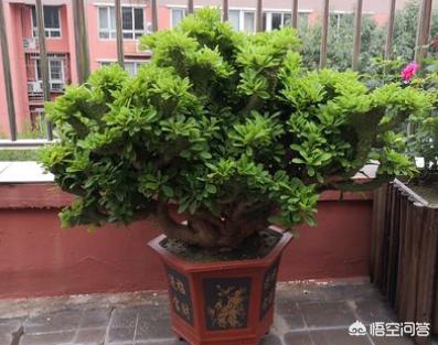 麒麟掌图片:我养的玉麒麟换土后瘦了，是不是没服盆？