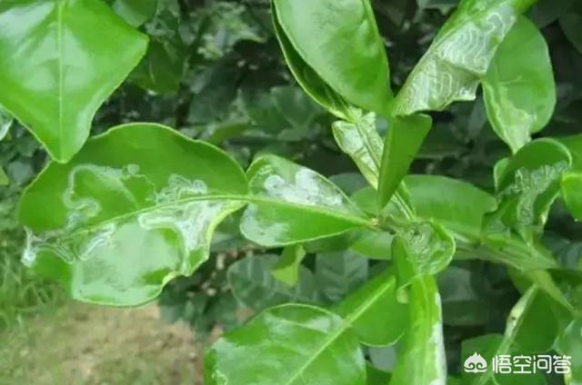 乙酰氨基阿维菌素:乙酰氨基阿维菌素和阿维菌素的区别 水稻分蘖期，有哪些病虫害需要防治？