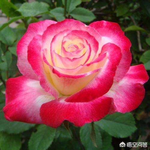最香的几款月季品种是什么？