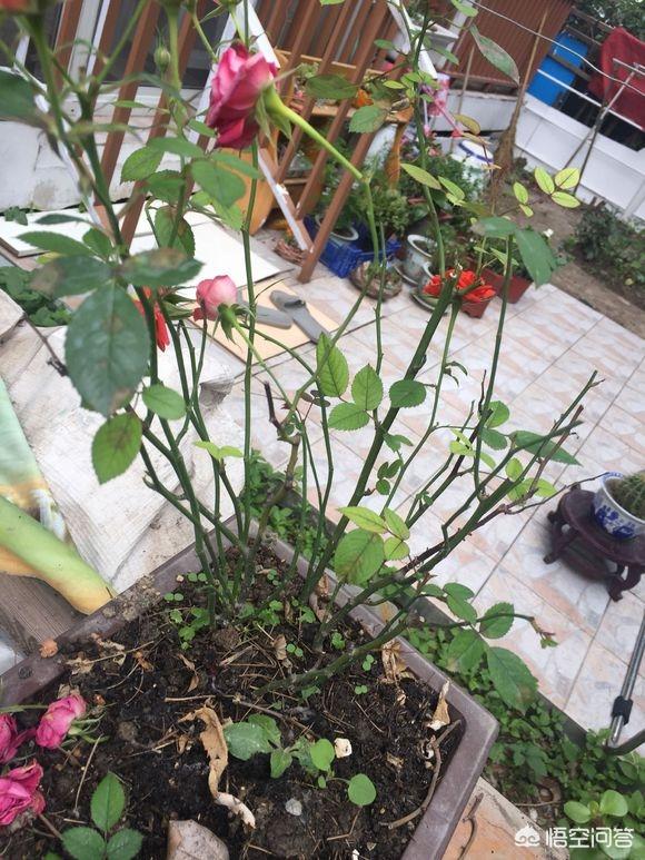 欧洲月季花品种介绍:月季花品种介绍大全 为什么有的花友，夏季就把月季养成光杆了？