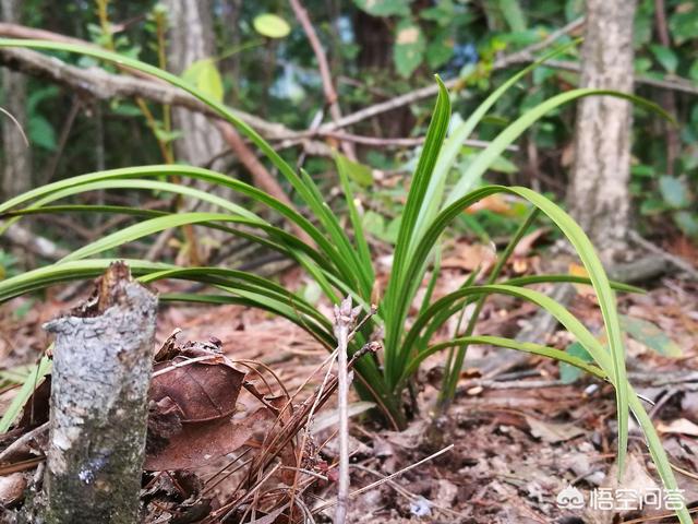 治疗兰花软腐病的药:夏天阳台养兰如何控制茎腐病和软腐病，怎么挽救？