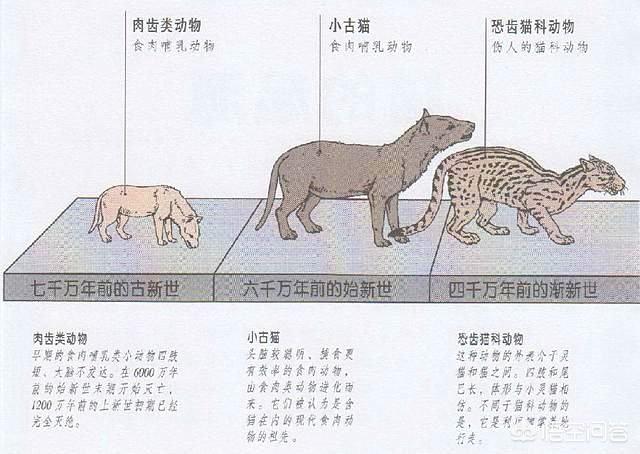 猫和:猫和老鼠有什么让你佩服的地方吗？ 猫和老鼠