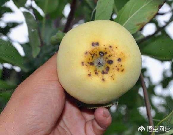 果而:硼钙叶面肥促进果实膨果效果怎么样？