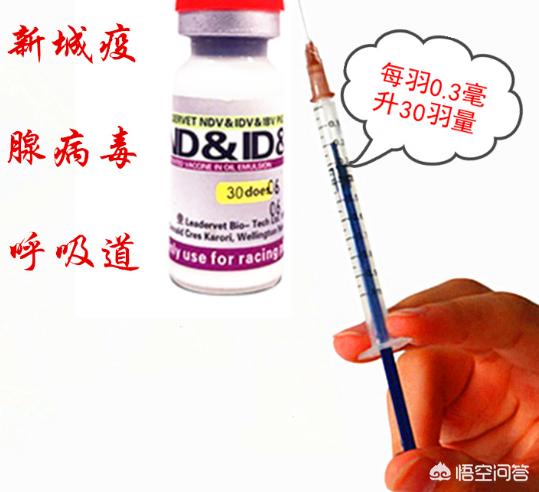 信鸽疫苗什么时候打最好:鸽子打了多次新城疫疫苗，抗体不行怎么办？
