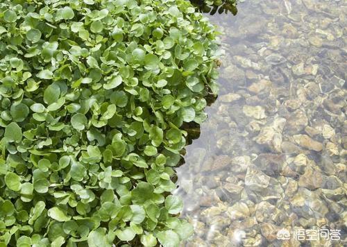 西洋菜的功效与作用:西洋菜在什么环境下可以种植
