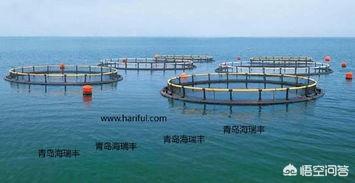 网箱养殖军曹鱼:怎样利用河道进行金属网箱养鱼？