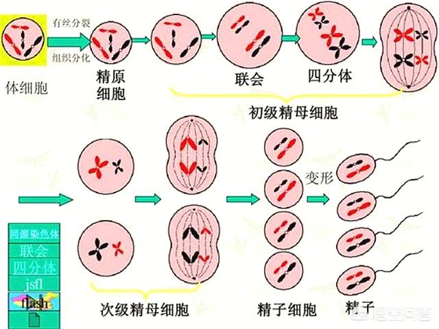 翻车鲀鱼一次产约3亿卵子:你觉得什么动物一眼看过去就感觉它的智商不太高？为何？