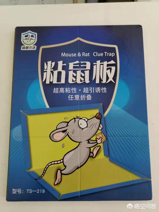 布丁鼠跑了怎么办:粘鼠板粘上的老鼠跑掉了还能活吗？ 布丁鼠受伤了怎么办