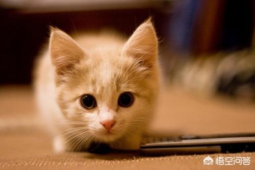 猫乳糖不耐症的表现:小猫快一个月了，母猫不给吃奶，怎么办呢？