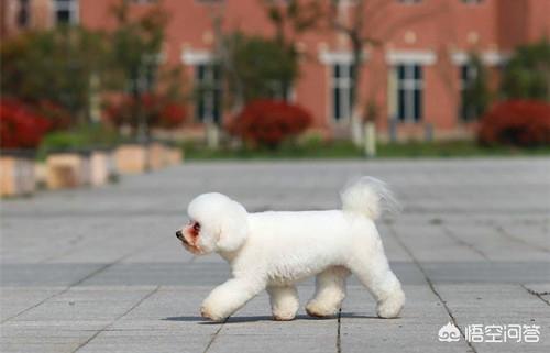 比熊图片:比熊着凉后会有什么反应？会不会感冒？ 比熊图片 幼犬
