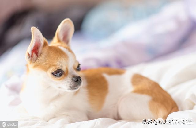 狗和骨头 14关:四个月的狗狗可以啃骨头吗？