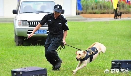 纯种拉布拉多犬:拉布拉多犬怎么选纯种呢？