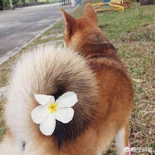 波士顿梗犬尾巴:为什么有些狗尾巴要断掉？