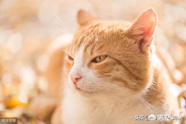 猫咪睡觉时为什么把身体卷成团:长毛猫猫毛结成一团，猫毛结成团怎么办？