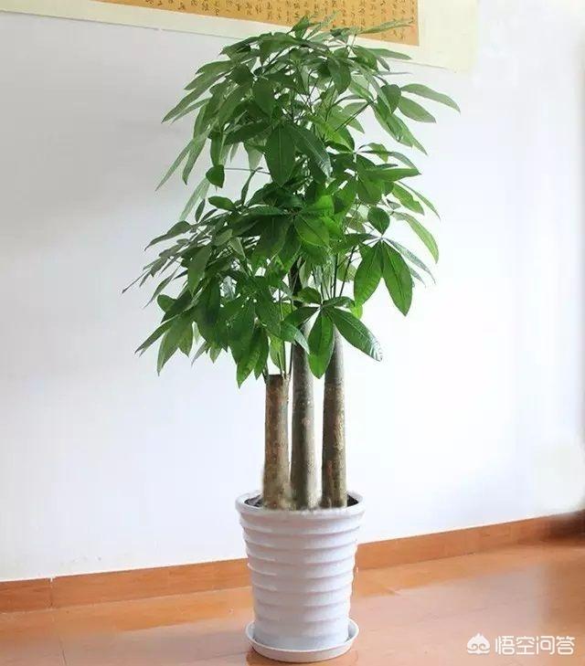 室内观赏植物:说说适合室内养的漂亮植物最好能开花？