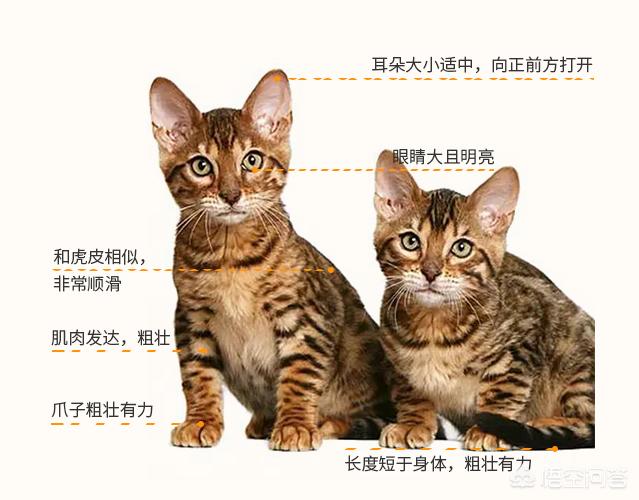 美国短毛猫图片:介绍美国短毛虎斑猫（美短）？