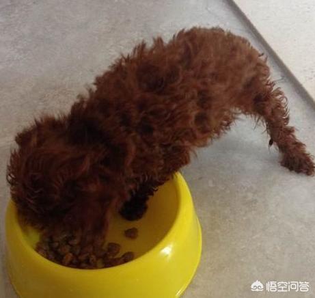 巨型泰迪护主吗:泰迪犬有哪些护主行为？哪些行为能证明主人没有白养它呢？ 泰迪护主咬人