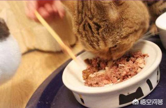 猫罐头vitakraft:猫罐头里有卡拉胶，对猫咪有害吗？ 猫罐头狗能吃吗