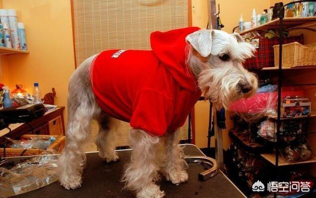 雪纳瑞犬北京宠物论坛:雪纳瑞不吃狗粮怎么回事？