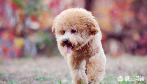 贵宾犬怎么养怎么训练:给贵宾犬洗澡的步骤是怎么样的呢？