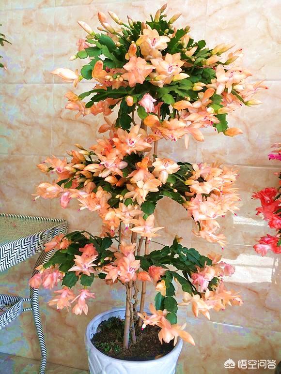 蟹爪兰图片养护:蟹爪兰过夏天，应该注意什么？