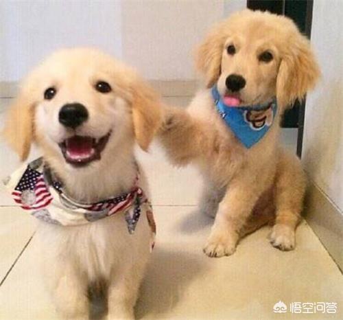 宠物中国 金毛论坛:养一条金毛是一种怎样的体验？