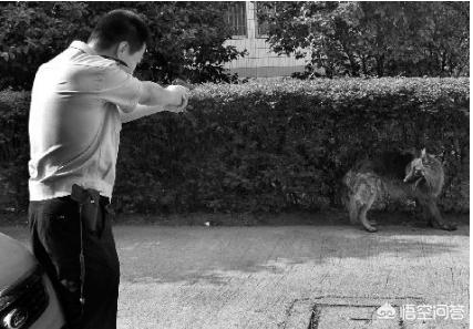 国外虐狗视频:恶犬咬伤4人，太和民警果断开枪将其击毙, 你怎么看？