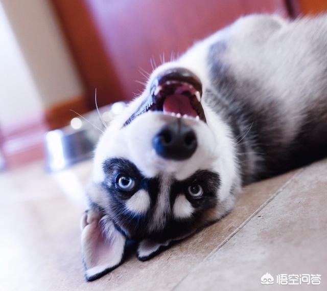 大金毛犬视频:是养哈士奇好，还是养金毛好？ 大金毛犬视频播放