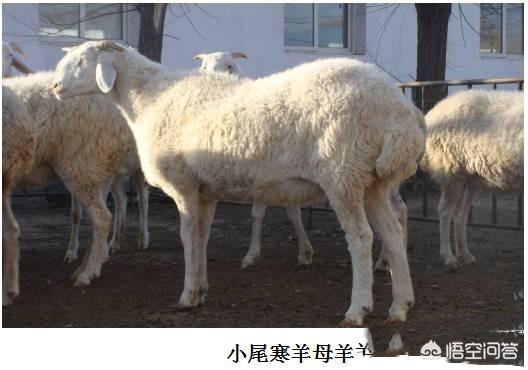 比格和巴吉度杂交品种:有哪些狗狗是易胖体质，一不小心就会变成“猪”？