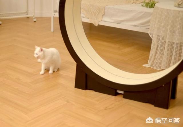 gimcat和gimpet:家里养的猫太胖了，有什么何时的运动器材？