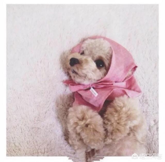 北京泰迪熊狗贴吧:泰迪犬缺点一箩筐，为何那么多人争着养？