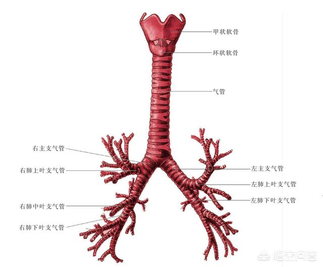 三岁半宝宝老是干咳嗽怎么办:3岁半的宝宝支气管炎，一直咳嗽得很厉害，应该怎么办？