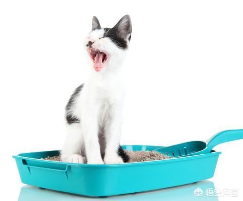 猫咪尿频尿血到处尿:猫咪尿频需要多运动吗？猫咪尿频要做什么？