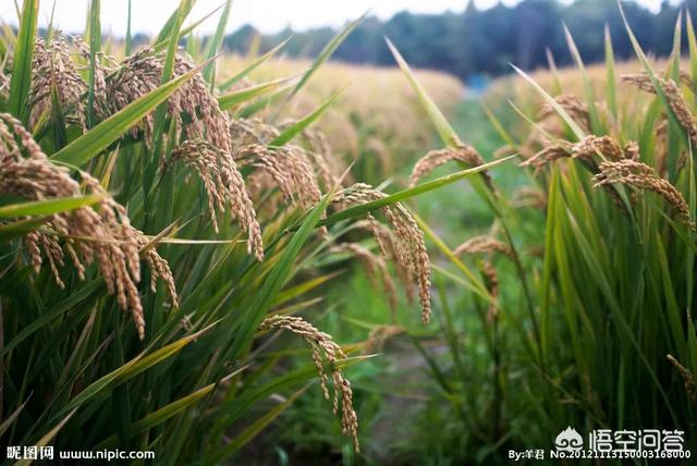 哪里的村庄还在用传统的方式种植水稻、小麦、种子是传统种子,不用化肥农药除草剂等？
