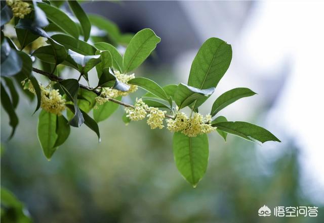 湖南桂花树;湖南桂花树最新价格