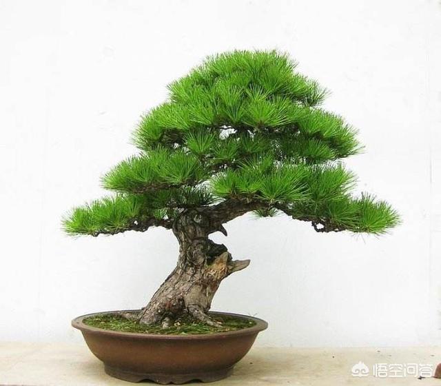 头条问答 - 下山松苗上盆时,是否需要修剪枝干?为什么?(1个回答)