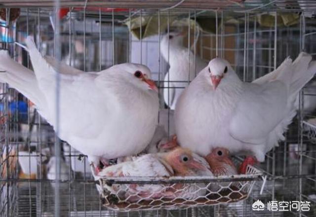 仑替鸽:农村养殖肉鸽可行吗？需要注意哪些问题？