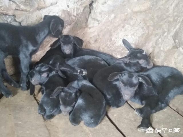 狗獾养殖前景:未来两年，肉羊养殖前景怎么样？